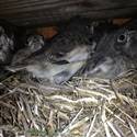 Lapland Longspur chicks in the nest.